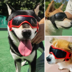 ASUPERMALL Lunettes De Soleil Pour Chien De Protection Lunettes Réglables Pour Animaux De Compagnie Pour Petits Chiens De Taille Moyenne, Noir - Noir -Promos Protection des yeux : lunettes et masque Magasin 49302130 3