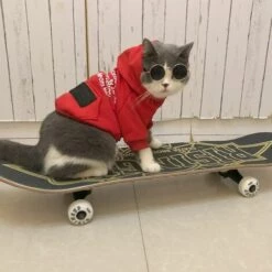 Lunettes De Protection Chien Chat Triomphe Lunettes Rétro Pour Animaux Lunettes De Soleil Chat Chien Facile à Porter Lunettes De Soleil Pet Dog Cat Accessoires De Photo De Costume De Fête De Cosplay -Promos Protection des yeux : lunettes et masque Magasin 52079200 4