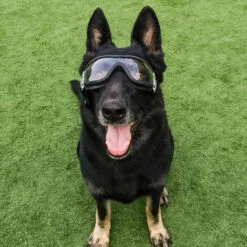 Lunettes Pour Chiens Protection Des Yeux à L'extérieur Sangle Réglable Facile à Mettre Lunettes De Soleil Pour Animaux De Compagnie-Transparent，Irisfr -Promos Protection des yeux : lunettes et masque Magasin 55764453 3