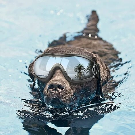 YOOUYIDA Lunettes Soleil Pour Chien Anti-UV Imperméables Coupe-Vent, Protection Des Yeux Pour Chiens De Taille Moyenne Et Grande, Nager Des Lunettes 5 YOOUYIDA Lunettes Soleil Pour Chien Anti-UV Imperméables Coupe-Vent, Protection Des Yeux Pour Chiens De Taille Moyenne Et Grande, Nager Des Lunettes – Image 5