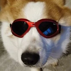 BAICCCF Lunettes De Protection Lunettes De Soleil Pour Chien, Protection Imperméable Pour Petits Et Moyens Chiens -Promos Protection des yeux : lunettes et masque Magasin 65748310 3