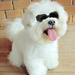 BAICCCF Lunettes De Protection Lunettes De Soleil Anti-ultraviolets Imperméables élégantes Pour Chiens.. -Promos Protection des yeux : lunettes et masque Magasin 65748347 3