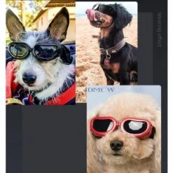 LUCKY-88 Lunettes Pour Animaux De Compagnie Lunettes De Protection UV Multicolores Créatives Pour Chat Et Chien Noir -Promos Protection des yeux : lunettes et masque Magasin 65799102 4